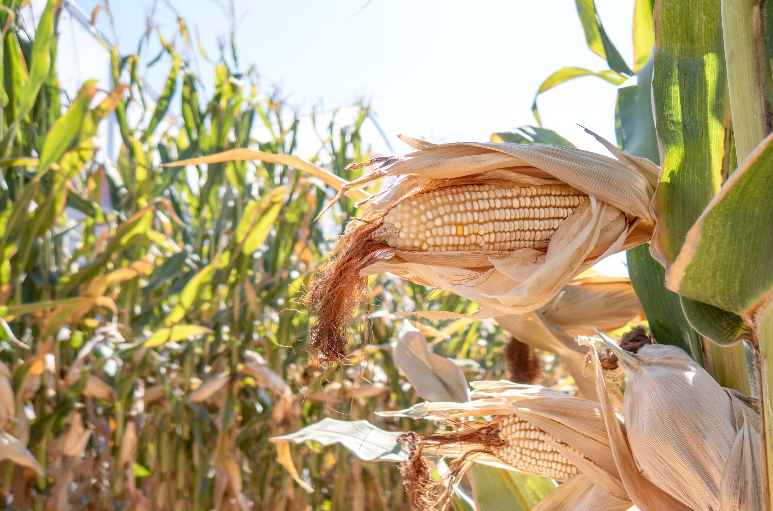 A Corn cobs in corn plantation field.